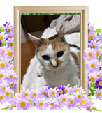 ペット火葬(ひな)