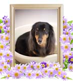 ひなちゃんの追悼写真（犬の火葬）