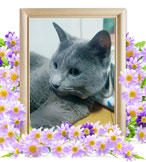 猫の火葬(ひめ)