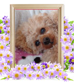 ひめちゃんの追悼写真（犬の火葬）