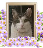 びびちゃんの追悼写真（猫の火葬）