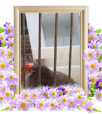 小動物の火葬(ぴぃ)