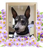 ぴーちゃんの追悼写真（犬の火葬）