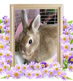 ぴーちゃんの追悼写真（小動物の火葬）