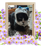 ペット火葬(ふう)