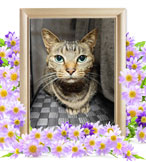 猫の火葬(ふく)