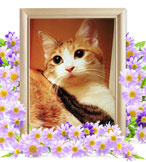 ペットの火葬(ふく)