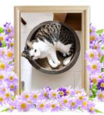 ぶっぴーちゃんの追悼写真（猫の火葬）