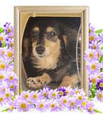 ぶーちゃんの追悼写真（犬の火葬）