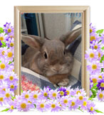 うさぎの火葬(ぷいぷい)