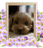 犬の火葬(ぷうこ)