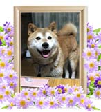 ぷうたの追悼写真（犬の火葬）