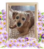 犬の火葬(ぷらむ)