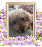 ペット火葬(ぷりん)