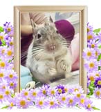 べるちゃんの追悼写真（小動物の火葬）