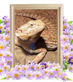 小動物の火葬(ぺこ)