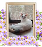 ぽぽちゃんの追悼写真（猫の火葬）