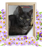 猫の火葬(ぽんた)