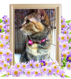 猫の火葬(まお)