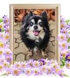 まことちゃんの追悼写真（犬の火葬）