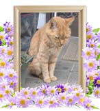 まつちゃんの追悼写真（猫の火葬）