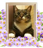 まみおちゃんの追悼写真（猫の火葬）