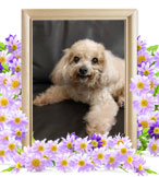 犬の火葬(まめ)