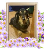 まめちゃんの追悼写真（犬の火葬）