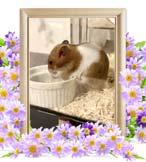 まめおちゃんの追悼写真（小動物の火葬）