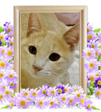 猫 火葬(まめこ)