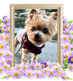 犬火葬(まめ吉)