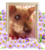 犬の火葬(まり)