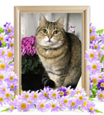 ペットの火葬(まろん)