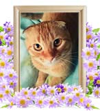 まろんちゃんの追悼写真（猫の火葬）