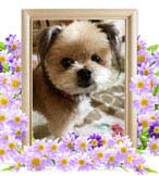 まんまるちゃんの追悼写真（犬の火葬）