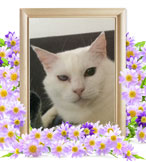 猫の火葬(みぃ)