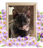 みぃちゃんの追悼写真（猫の火葬）