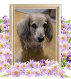 犬の火葬(みぃー)