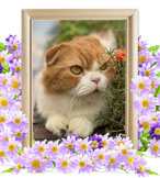 猫火葬(みぃ太)