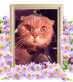 みいたんちゃんの追悼写真（猫の火葬）