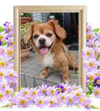 犬 火葬(みいと)