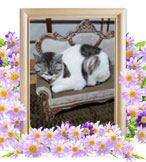 猫の火葬(みかん)