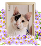 猫の火葬(みかん)