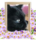 みかんちゃんの追悼写真（猫の火葬）