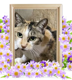 猫の火葬(みつば)