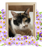 猫の火葬(みーすけ)