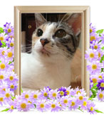 猫の火葬(むう)