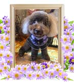 めいちゃんの追悼写真(犬の火葬・神奈川県)