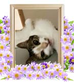 めいちゃんの追悼写真（猫の火葬・埼玉県）