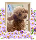 めめちゃんの追悼写真（犬の火葬）